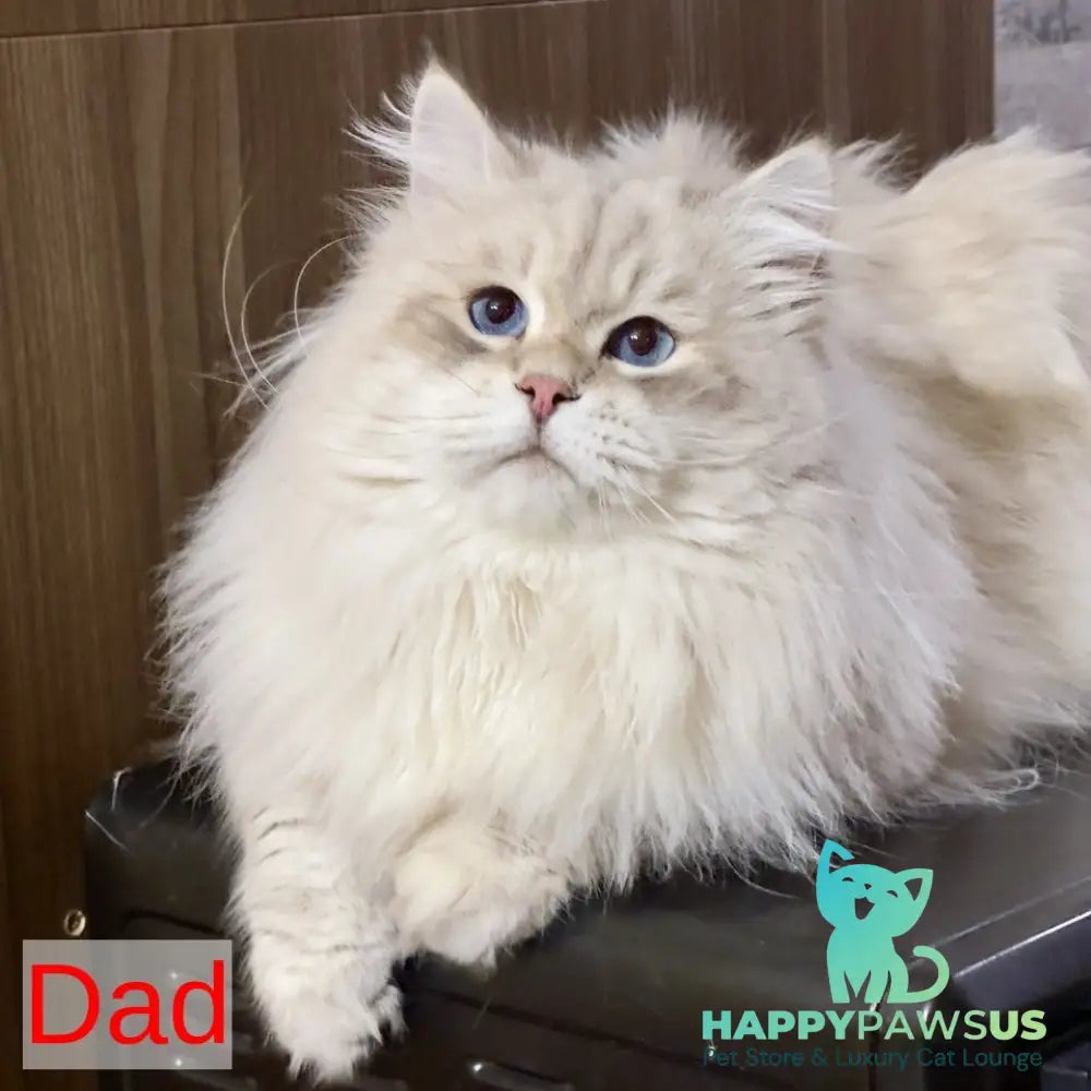 Xander Siberian male blue tabby pointed - live animals