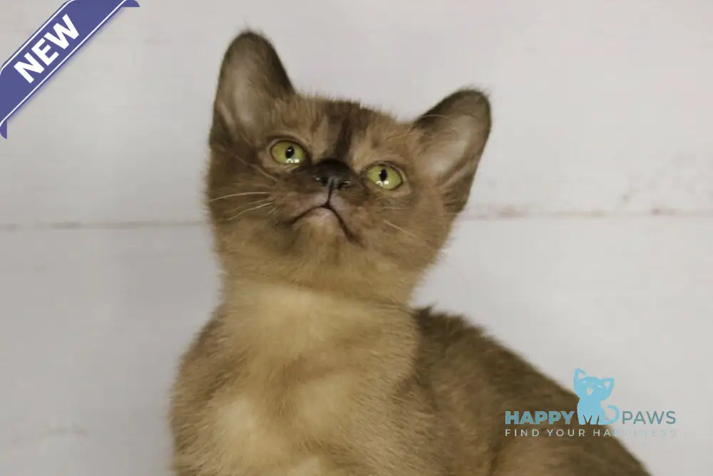 Xandra Burmese female sable live animals