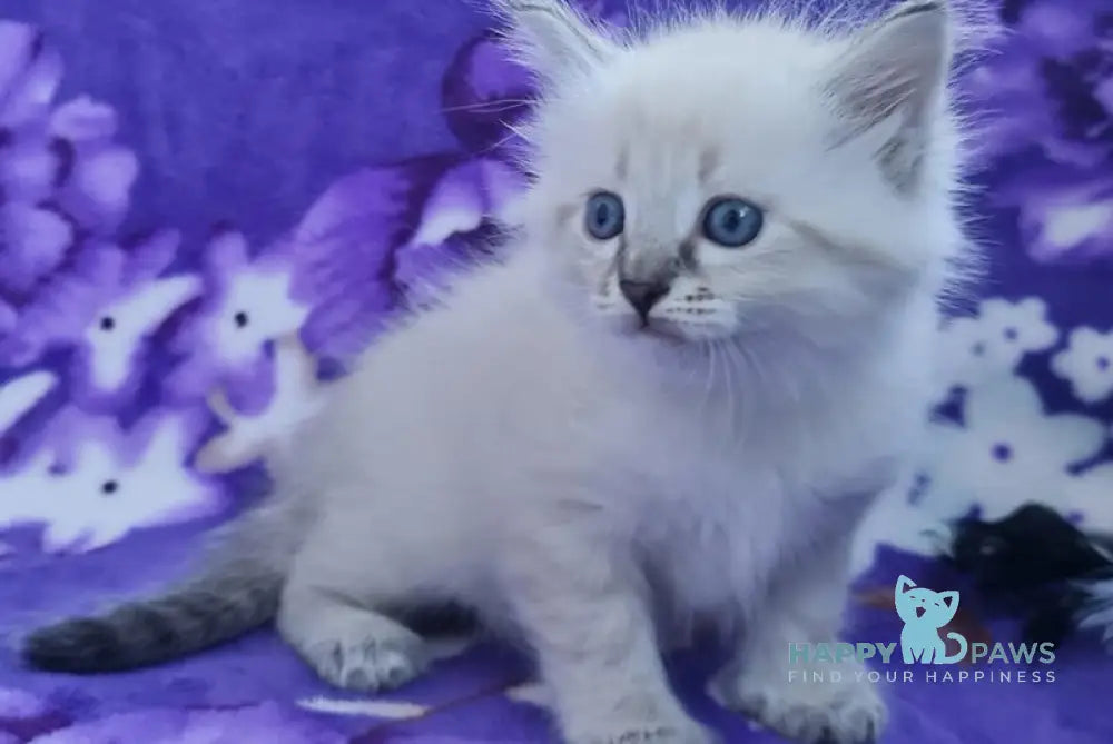 Xandra Siberian female black tabby pointed live animals