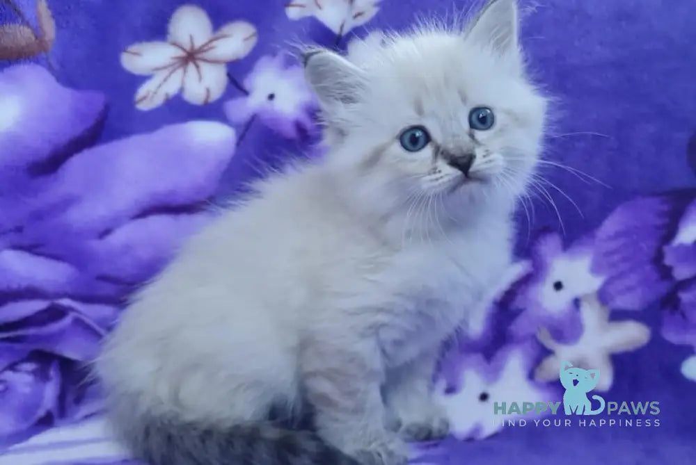 Xandra Siberian female black tabby pointed live animals