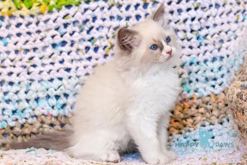 Xannka Ragdoll female blue bicolour live animals