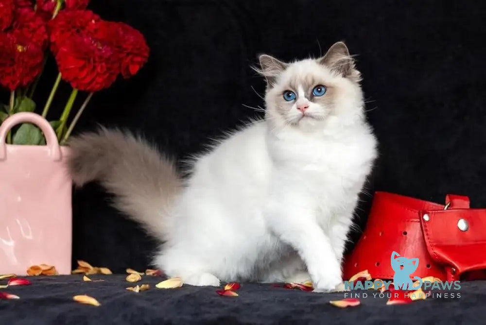 Xannka Ragdoll female blue bicolour live animals
