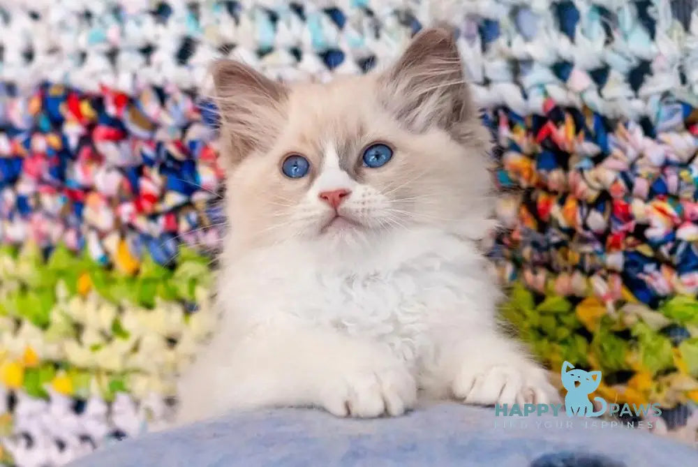 Xannka Ragdoll female blue bicolour live animals