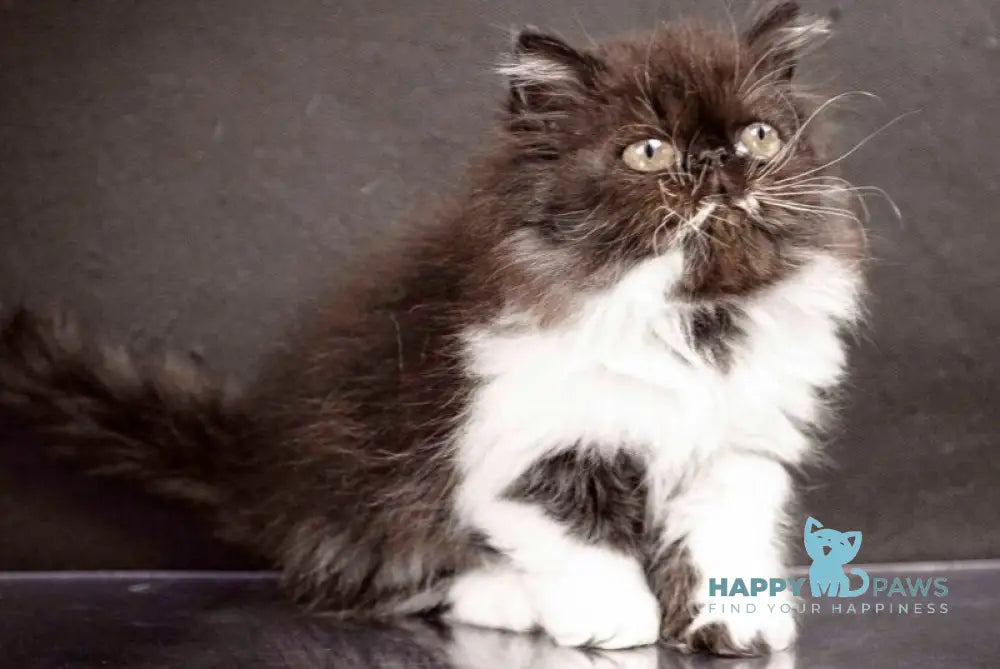 Xanta Persian female black bicolour live animals