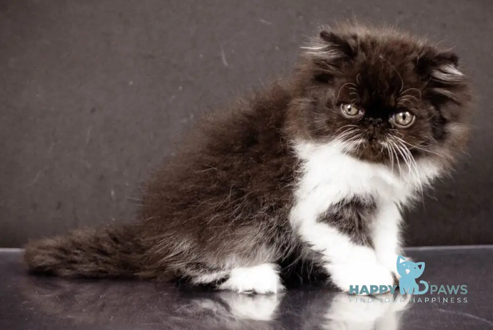 Xanta Persian female black bicolour live animals