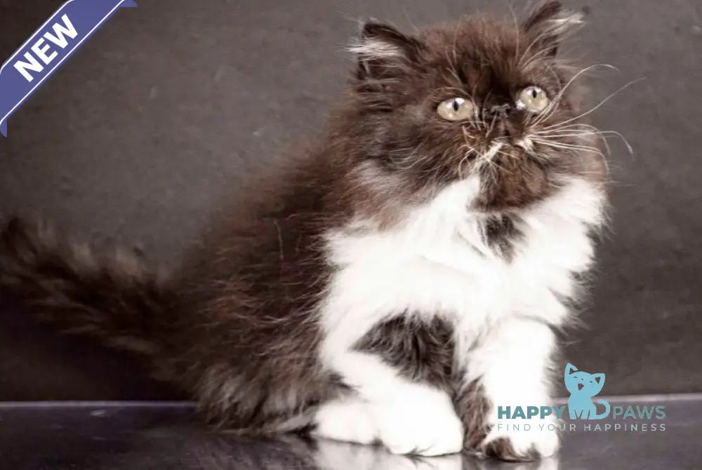 Xanta Persian female black bicolour live animals