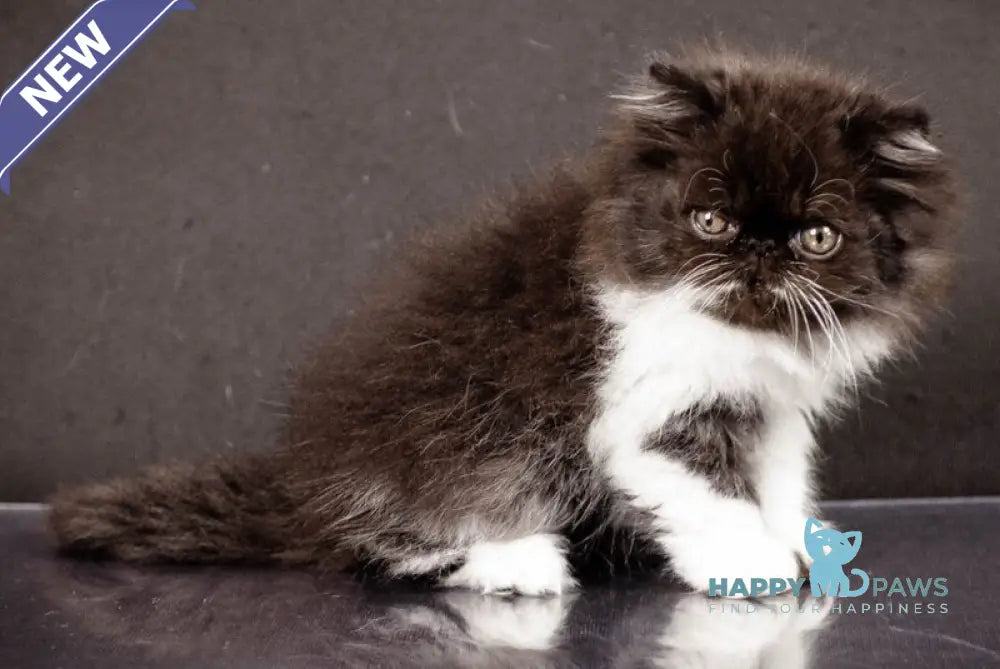 Xanta Persian female black bicolour live animals