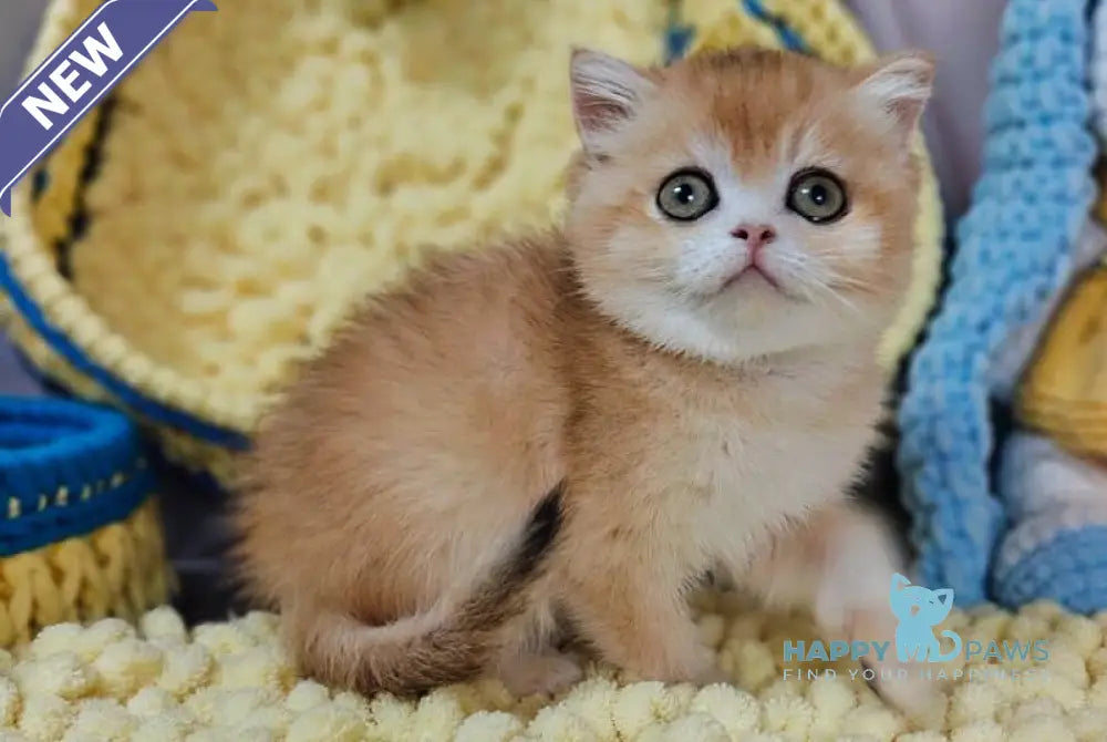 Xanta Scottish Straight female black golden chinchilla live animals