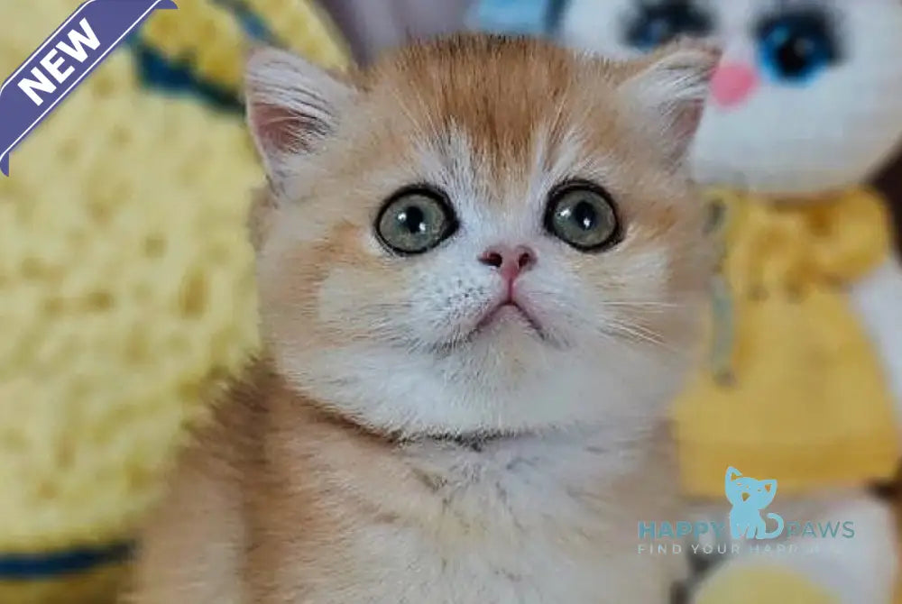 Xanta Scottish Straight female black golden chinchilla live animals