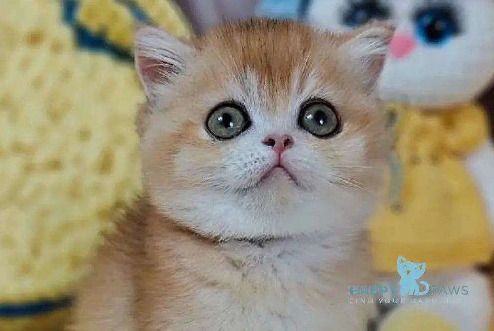 Xanta Scottish Straight female black golden chinchilla live animals