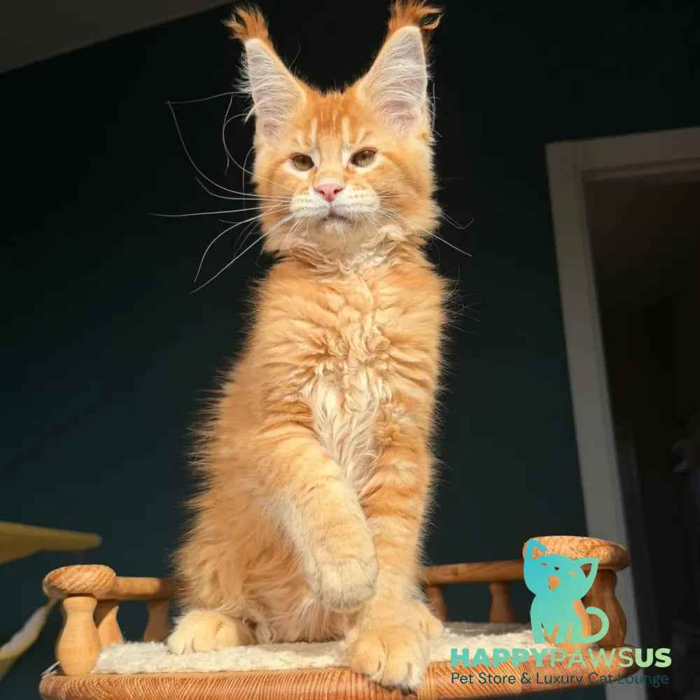 Xanter Maine Coon male red ticked tabby