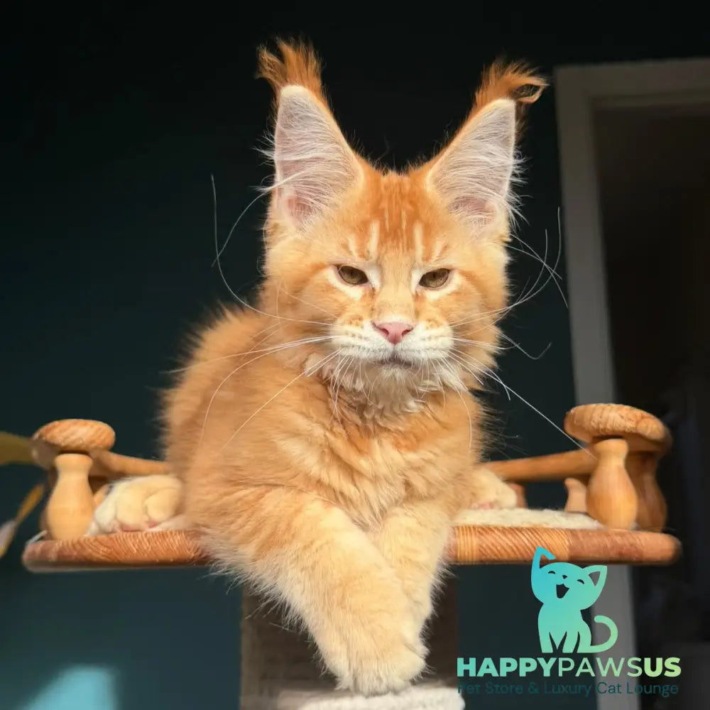 Xanter Maine Coon male red ticked tabby