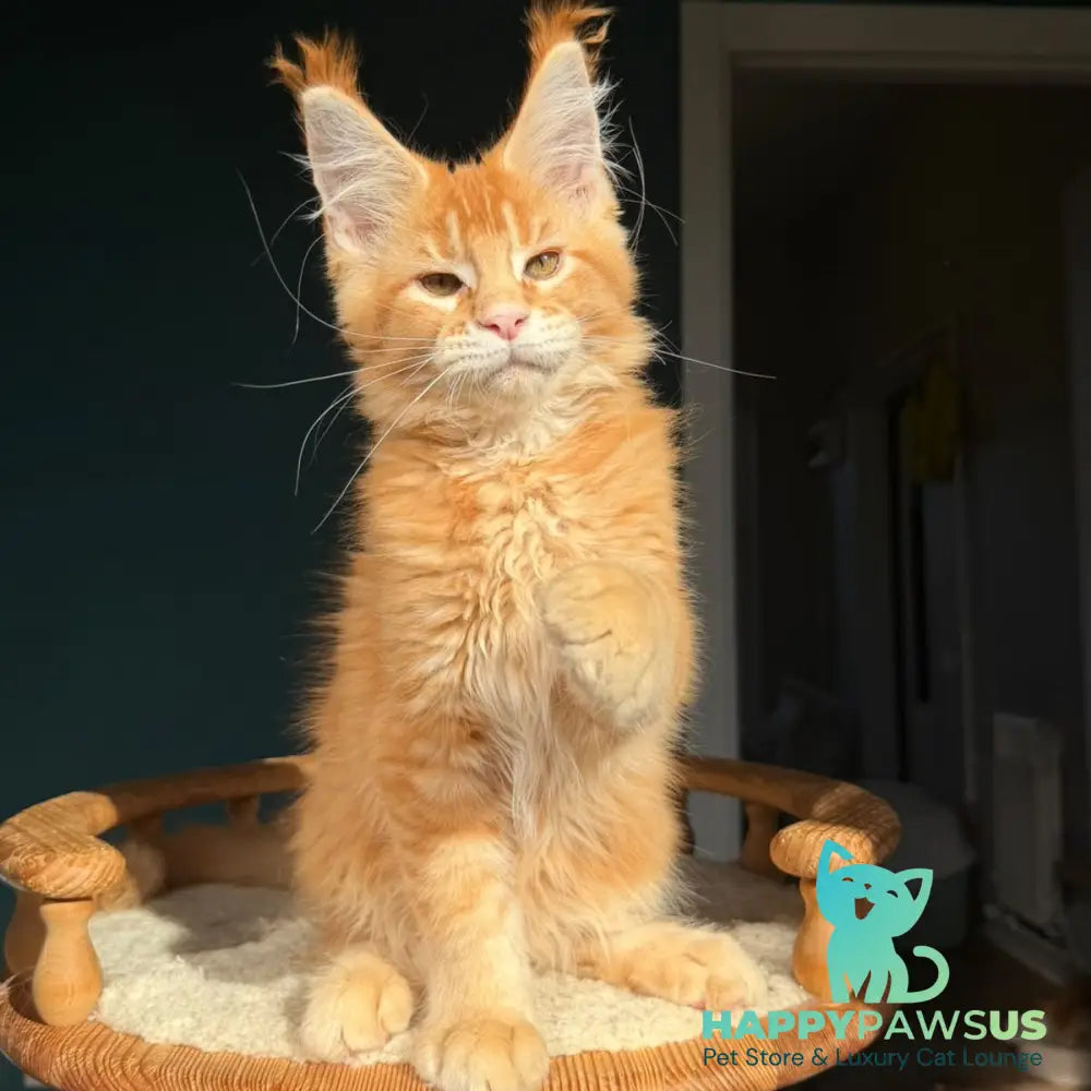 Xanter Maine Coon male red ticked tabby