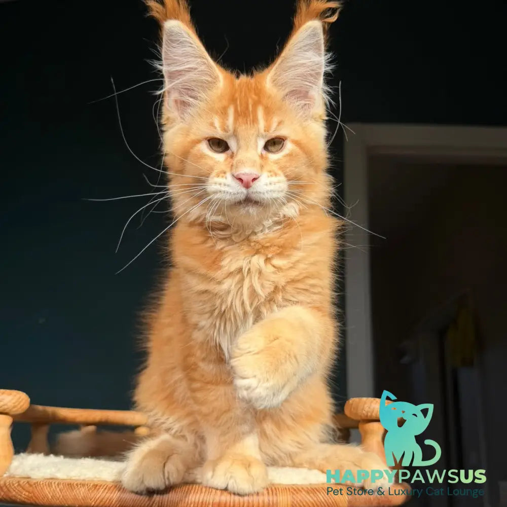Xanter Maine Coon male red ticked tabby - live animals