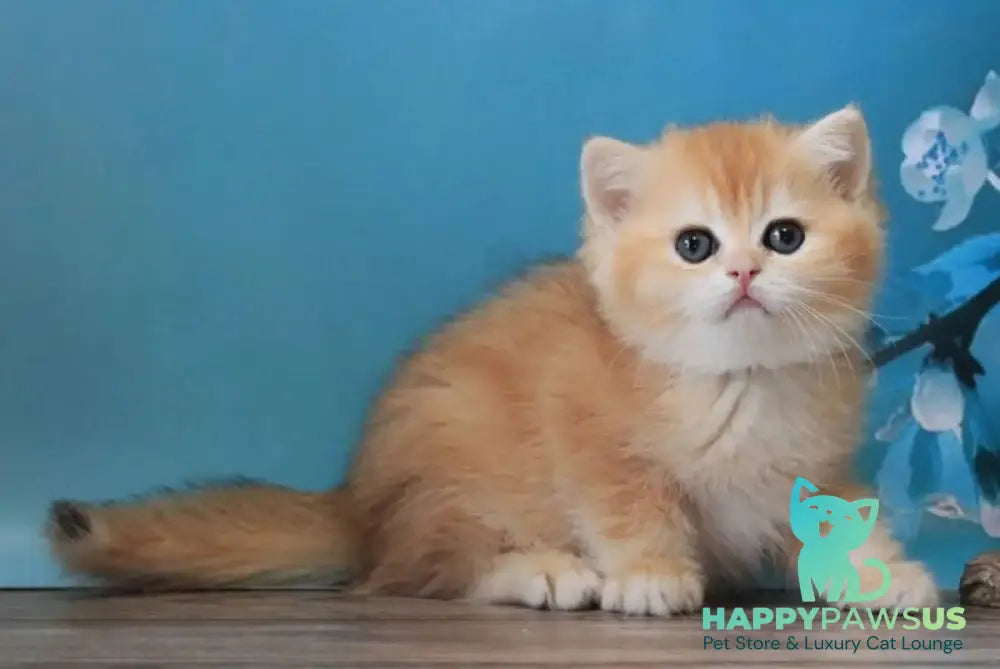 Xanthi British Shorthair female black golden chinchilla - live animals