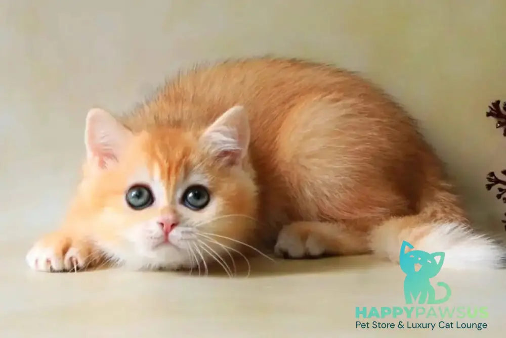 Xanthi British Shorthair female black golden chinchilla - live animals