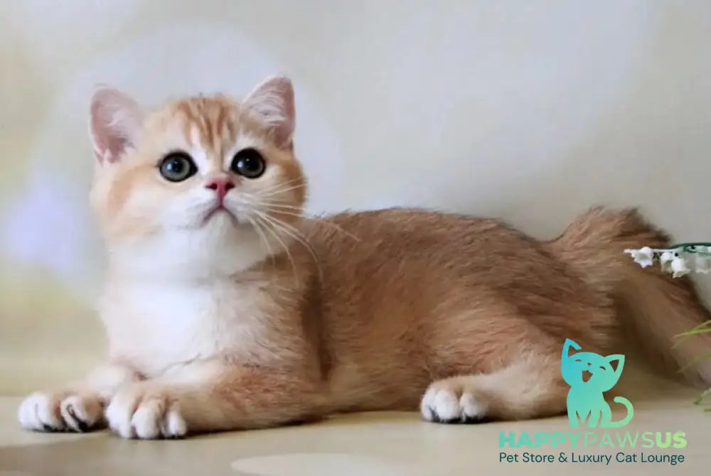 Xanthi British Shorthair female black golden chinchilla - live animals
