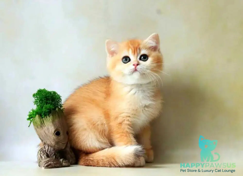 Xanthi British Shorthair female black golden chinchilla - live animals