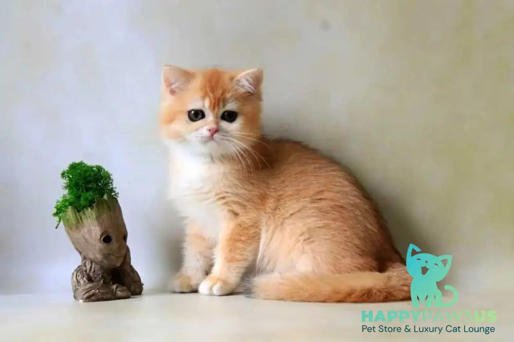 Xanthi British Shorthair female black golden chinchilla - live animals