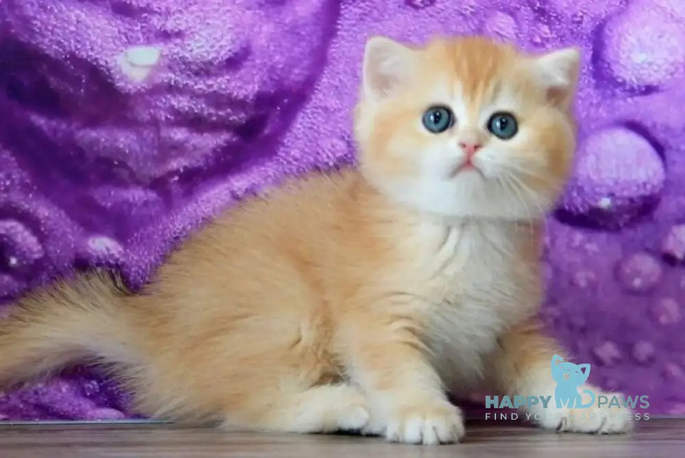 Xanthi British Shorthair female black golden chinchilla - live animals