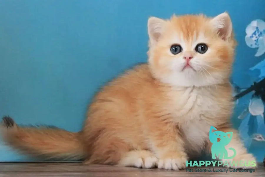 Xanthi British Shorthair female black golden chinchilla - live animals