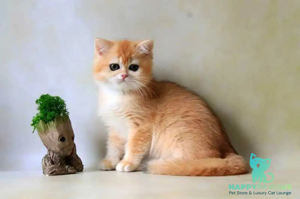 Xanthi British Shorthair female black golden chinchilla - live animals