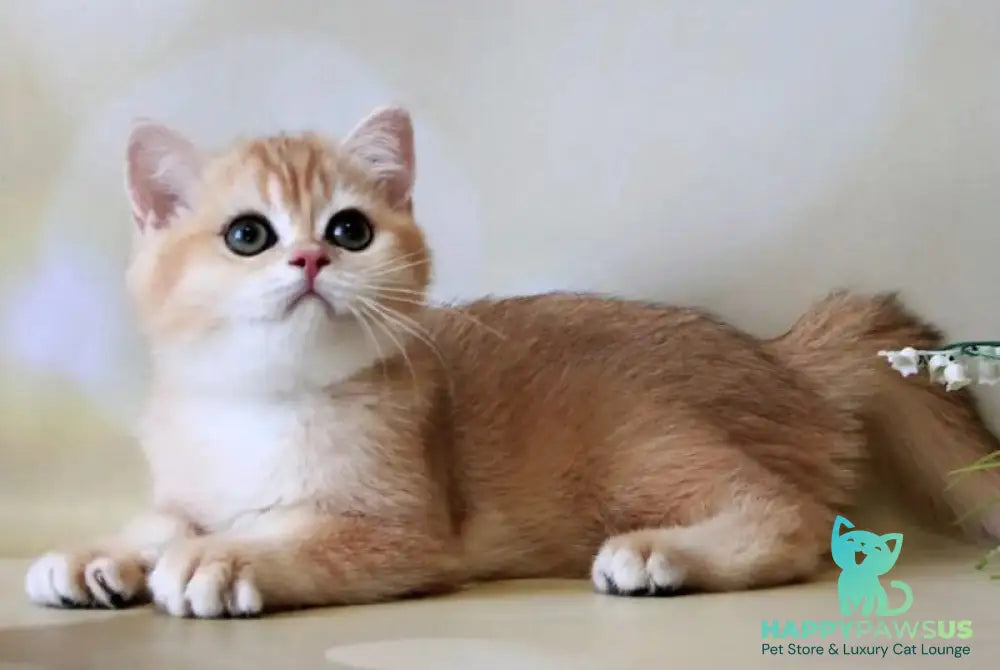 Xanthi British Shorthair female black golden chinchilla - live animals