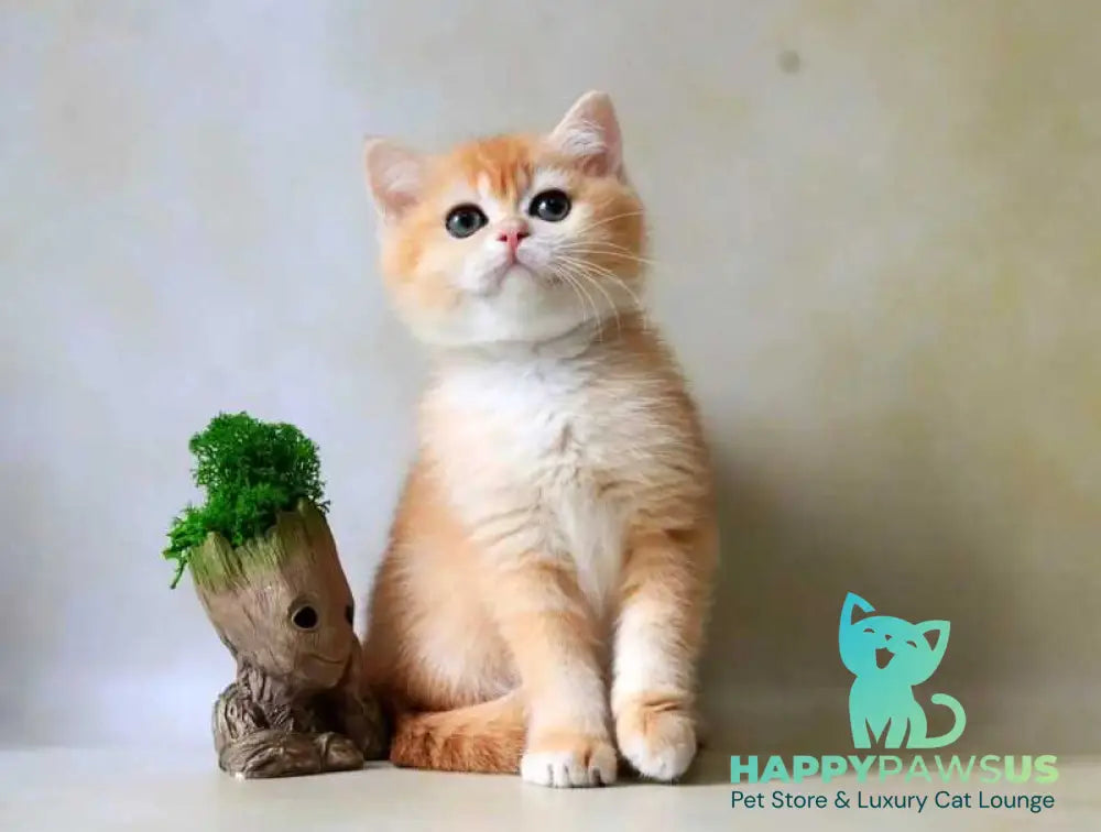 Xanthi British Shorthair female black golden chinchilla - live animals