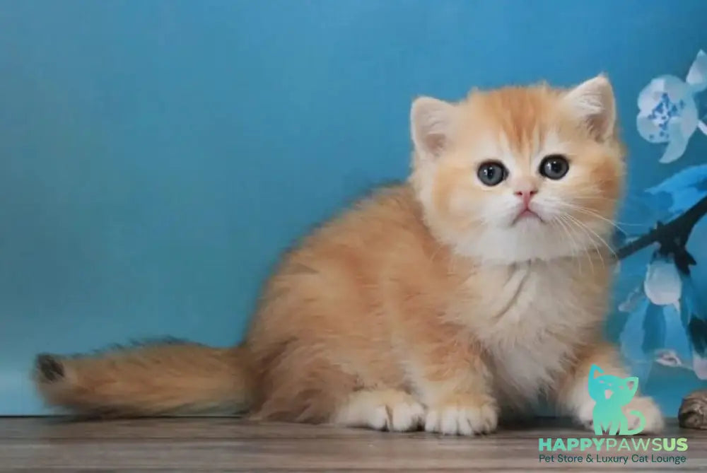 Xanthi British Shorthair female black golden chinchilla - live animals