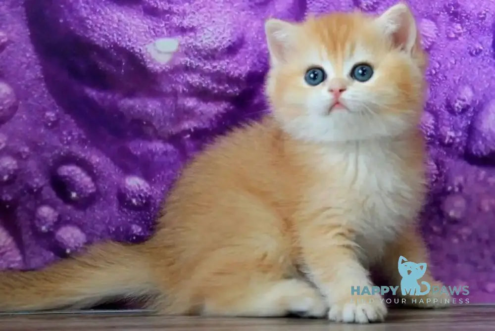 Xanthi British Shorthair female black golden chinchilla - live animals