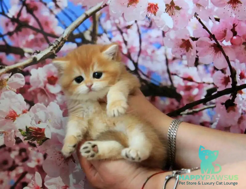 Xanthi British Shorthair female black golden chinchilla - live animals