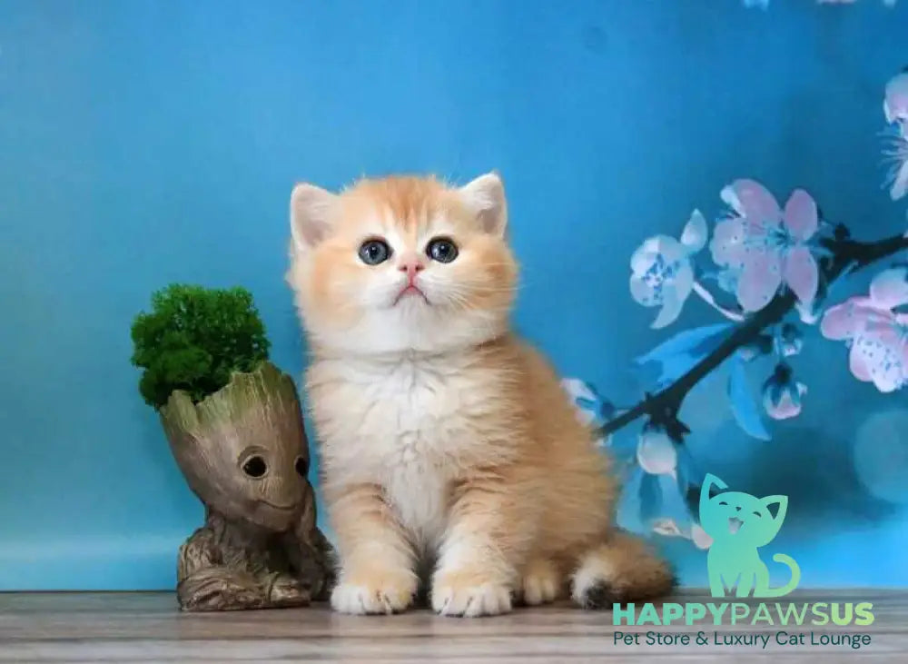 Xanthi British Shorthair female black golden chinchilla - live animals