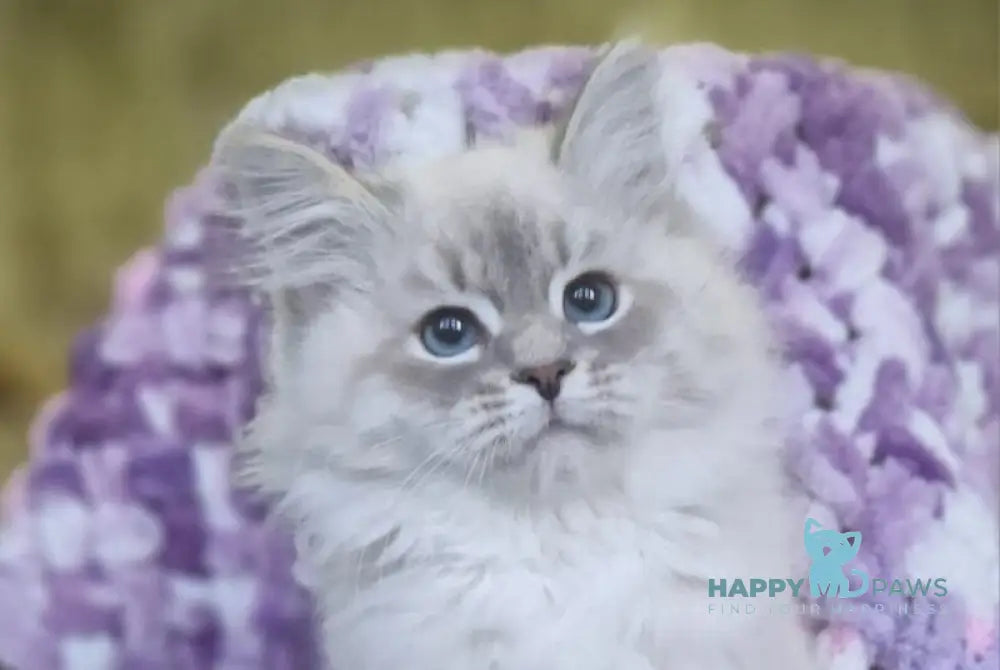 Xanthi Siberian male blue tabby pointed live animals