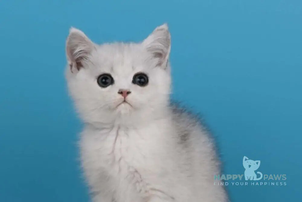 Xanti British Shorthair male black silver shaded live animals