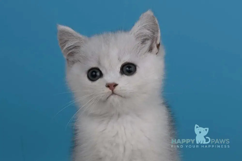 Xanti British Shorthair male black silver shaded live animals