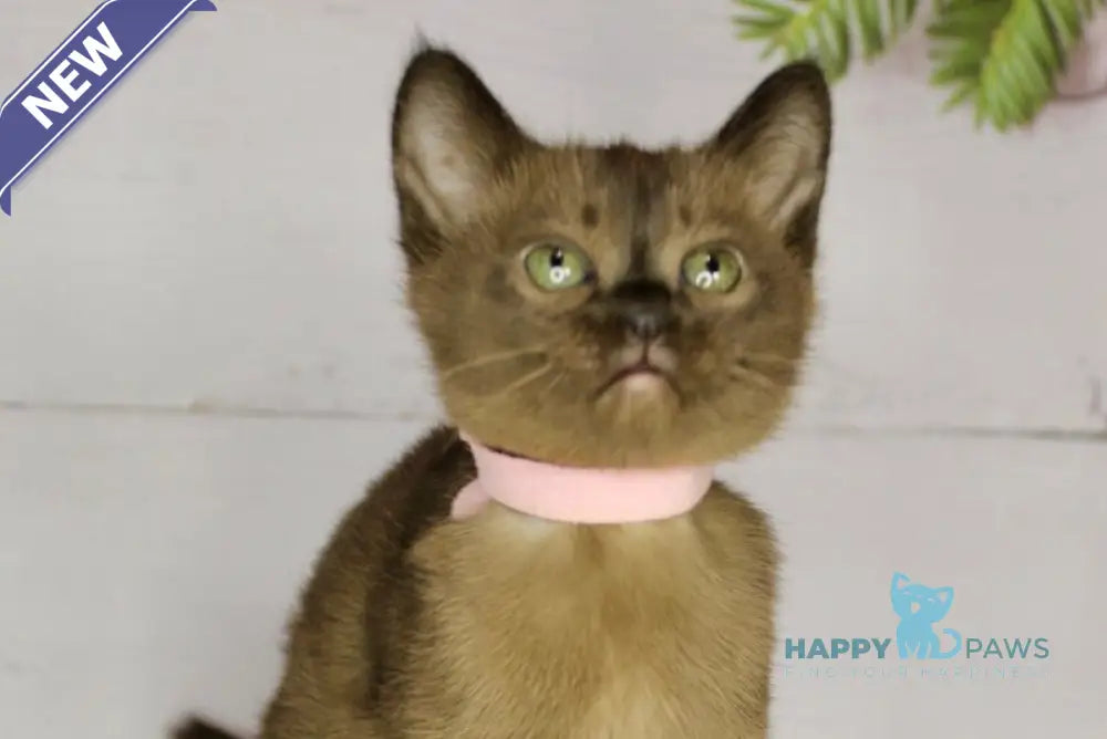 Xanti Burmese female sable live animals