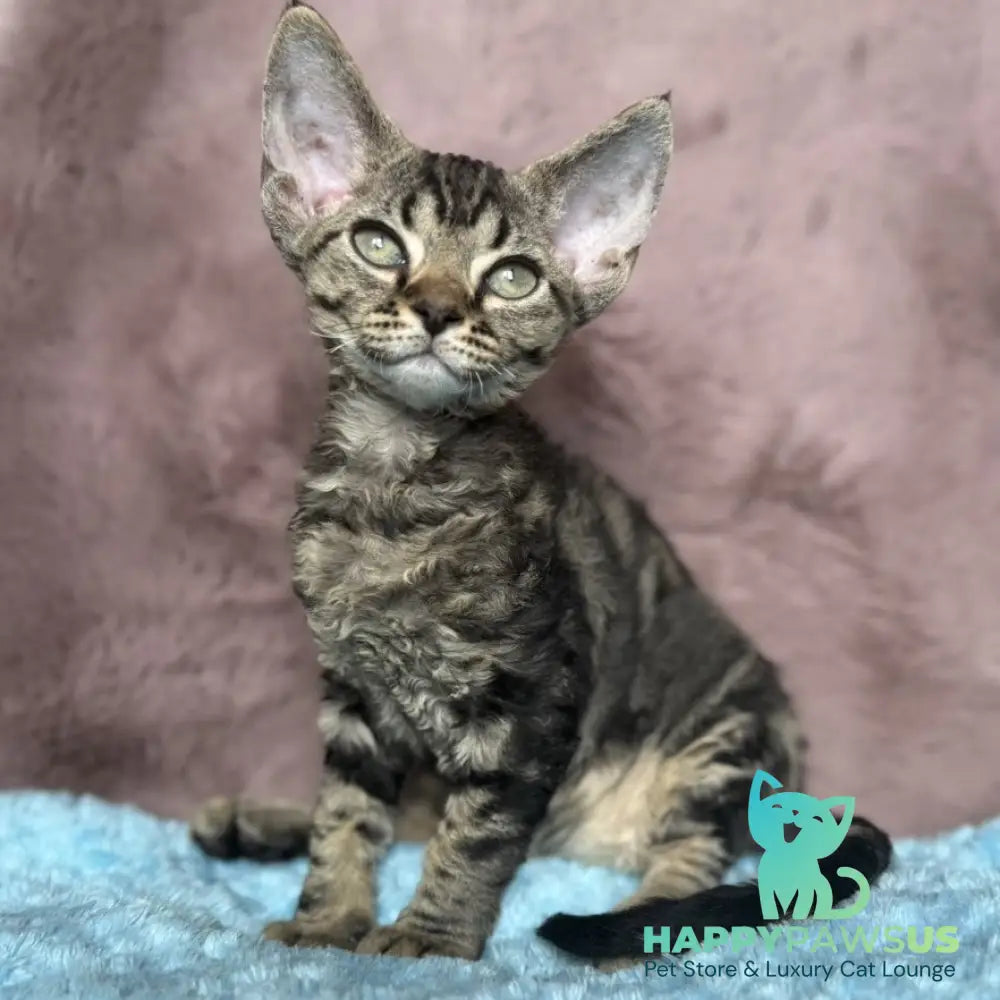 Xanti Devon Rex female black tabby - live animals