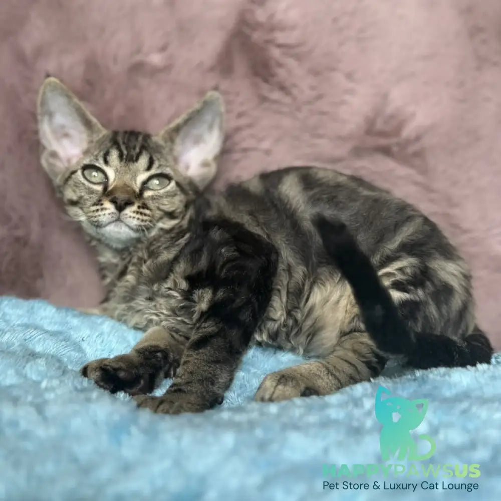 Xanti Devon Rex female black tabby - live animals