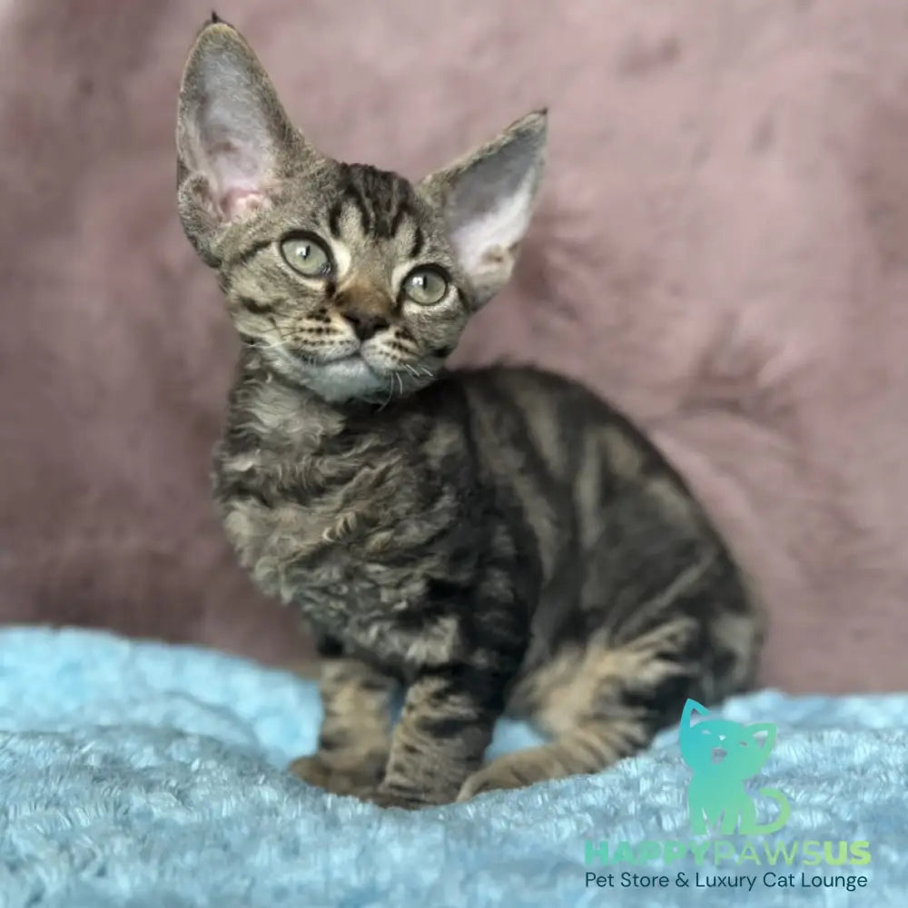 Xanti Devon Rex female black tabby - live animals