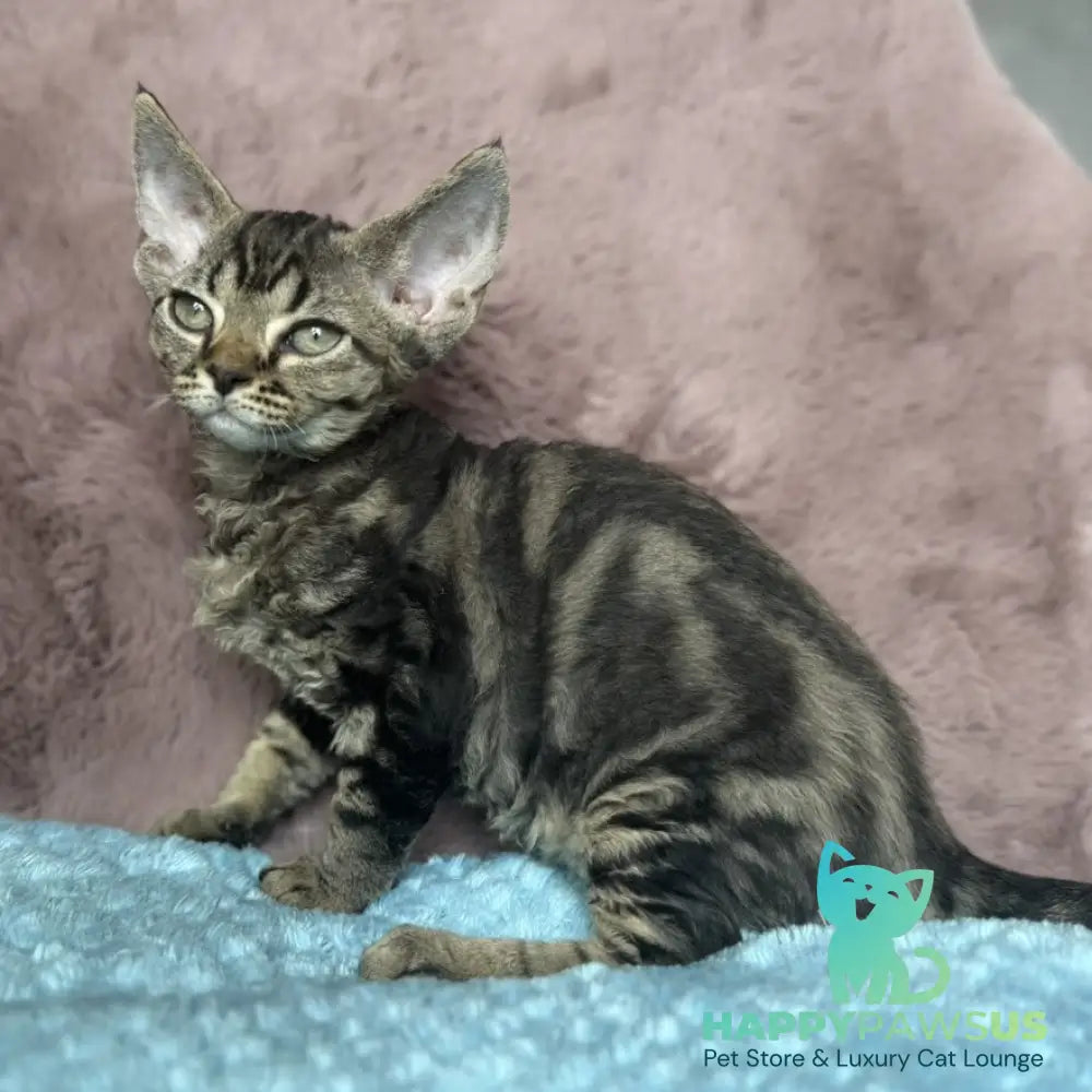 Xanti Devon Rex female black tabby - live animals