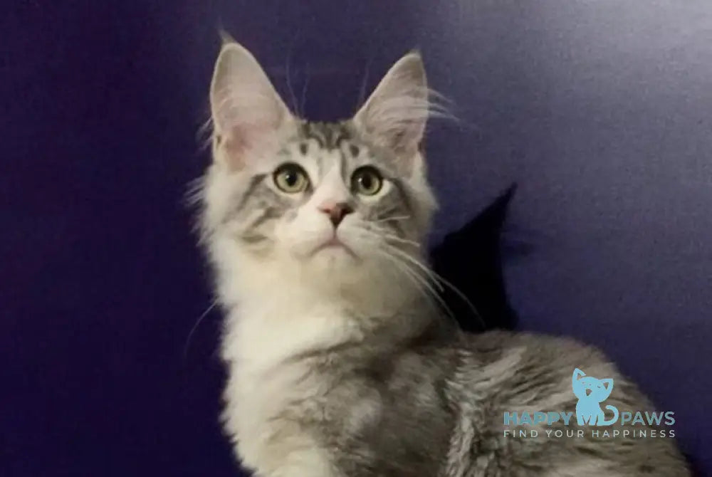 Xanti Maine Coon male black silver tabby bicolour live animals