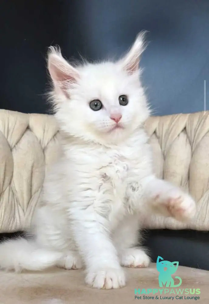 Xanti Maine Coon male white - live animals