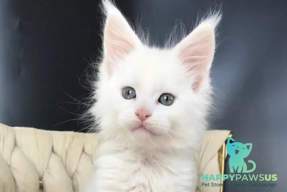 Xanti Maine Coon male white - live animals