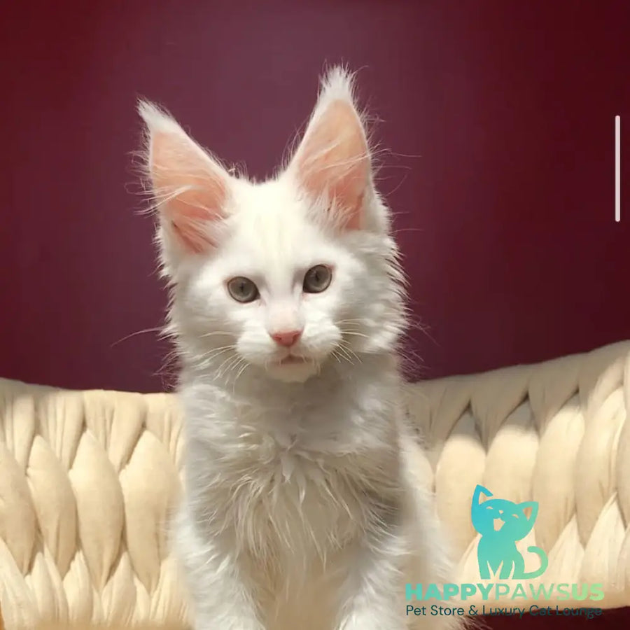 Xanti Maine Coon male white - live animals