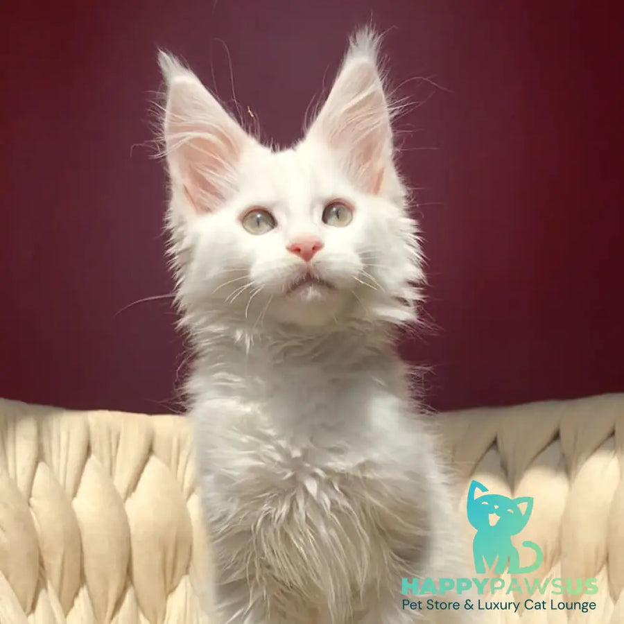 Xanti Maine Coon male white - live animals
