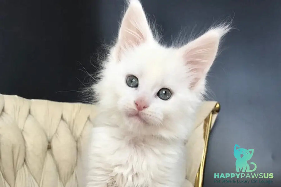 Xanti Maine Coon male white - live animals