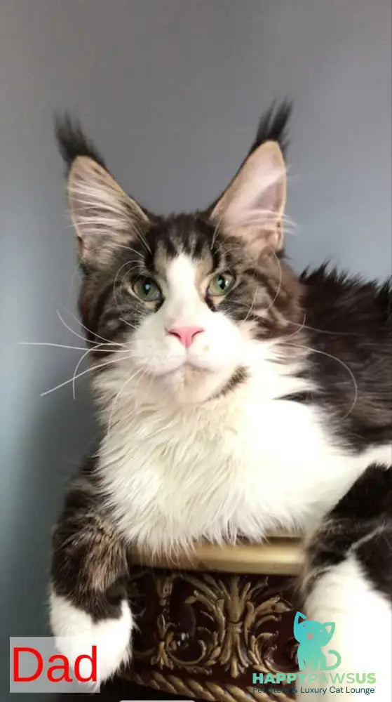 Xanti Maine Coon male white - live animals