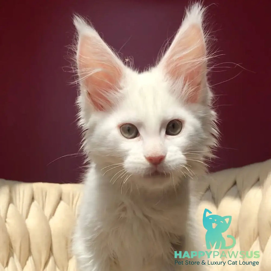 Xanti Maine Coon male white - live animals