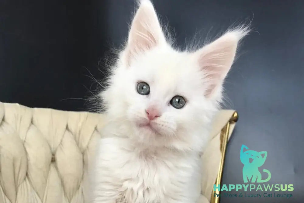 Xanti Maine Coon male white - live animals
