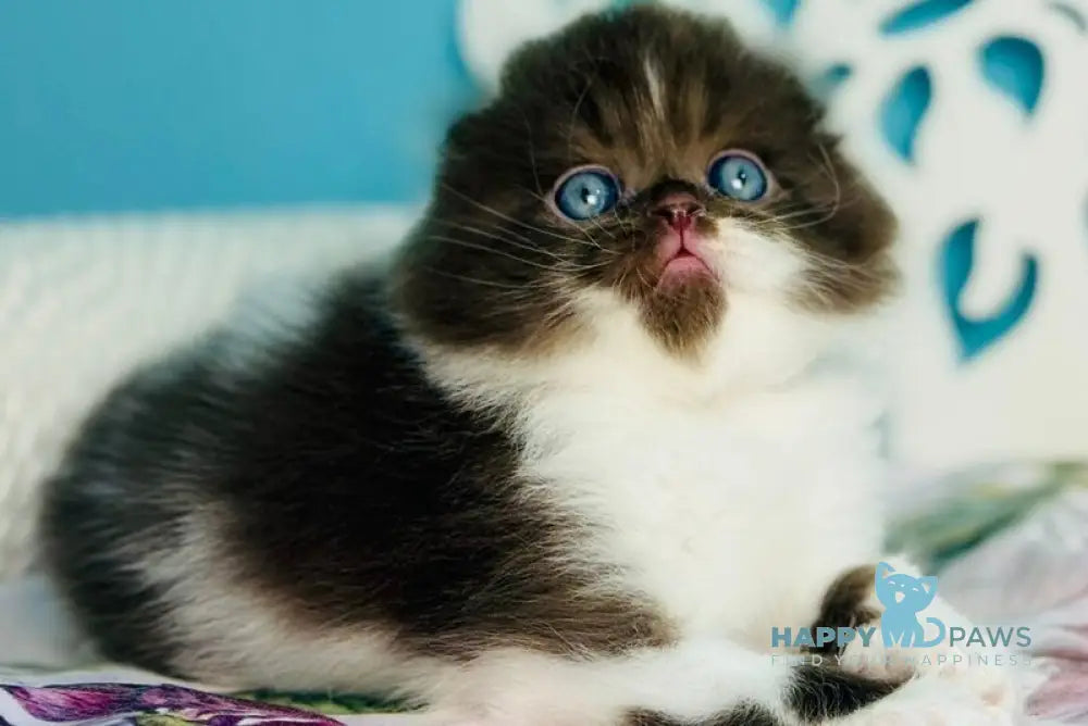 Xanti Scottish Fold male chocolate bicolour - live animals